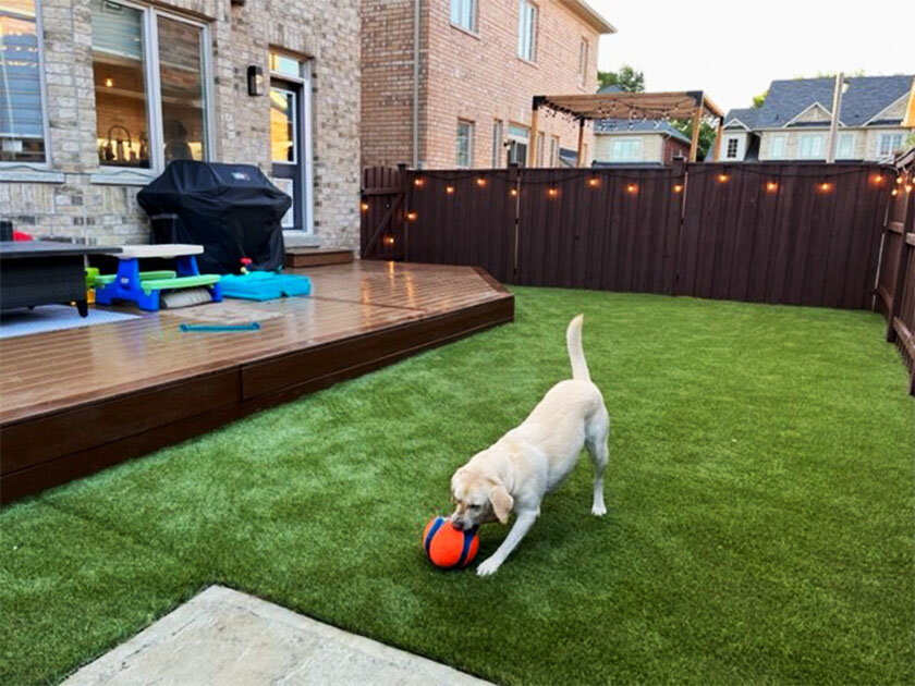 Yellow lab playing on synthetic turf in backyard.